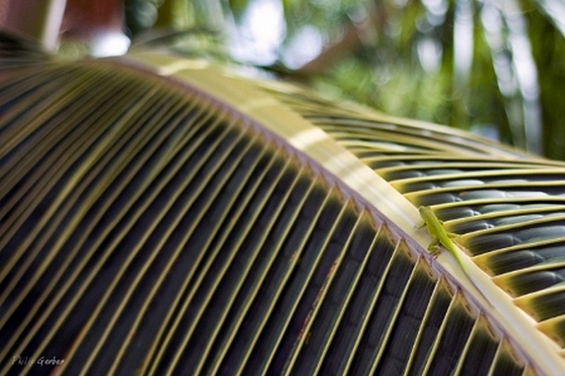 Photo: Philip Gerber